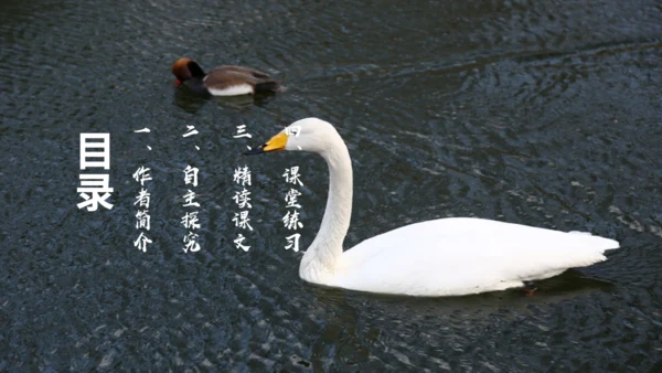 《天鹅》布丰天鹅湖通用PPT课件