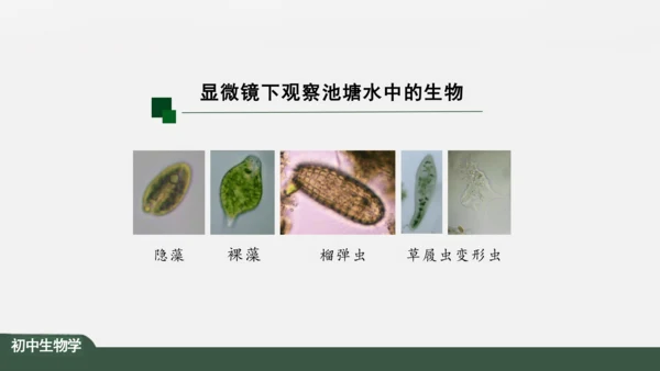 2.2.4 单细胞生物 课件（共24张PPT）
