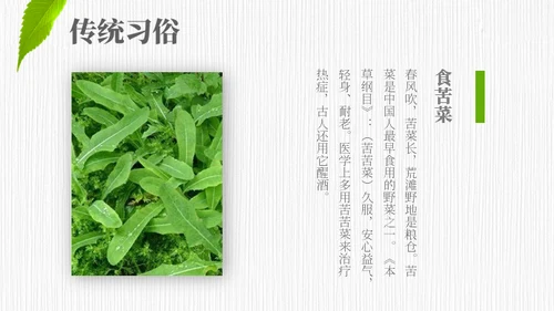 小满——禾苗青苗稻谷嫩芽通用PPT模板