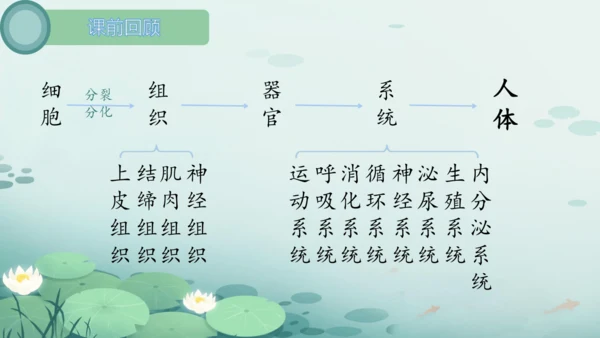 人教版（2024）七年级上册1.3.1植物体的结构层次 课件(共23张PPT)