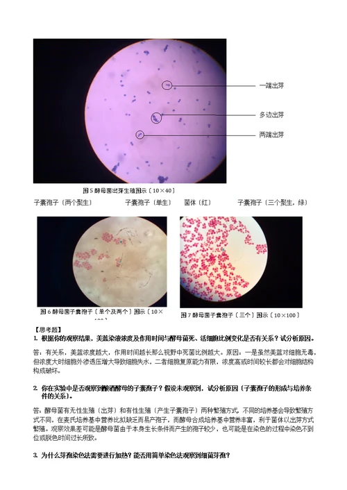细菌芽孢染色及酵母菌的观察-山东大学