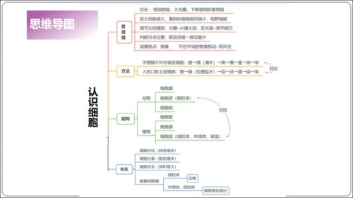 1.1&1.2 认识生物和细胞（复习课件）【2024人教新版七上生物高效完全备课】(共44张PPT)