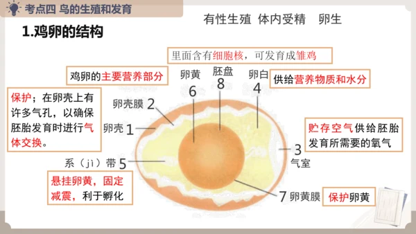 复习专题五生物的生殖和发育（串讲课件）-八年级生物上学期期末考点大串讲（人教版）(共20张PPT)