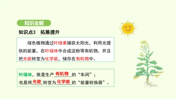 第三单元-第二章-第二节-光合作用-第1课时 绿叶在光下制造有机物课件-2024-2025学年七年级
