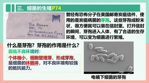 5.4.2  细菌  课件-人教版生物八年级上册(共39张PPT)