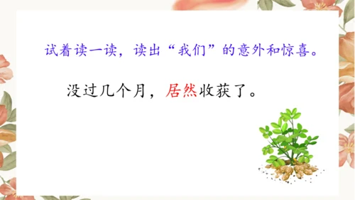 2 落花生 课件
