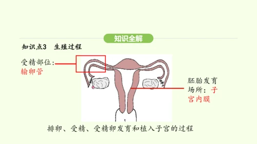 第四单元-第一章-第一节 人的生殖课件-2024-2025学年七年级生物下学期人教版(2024)(共