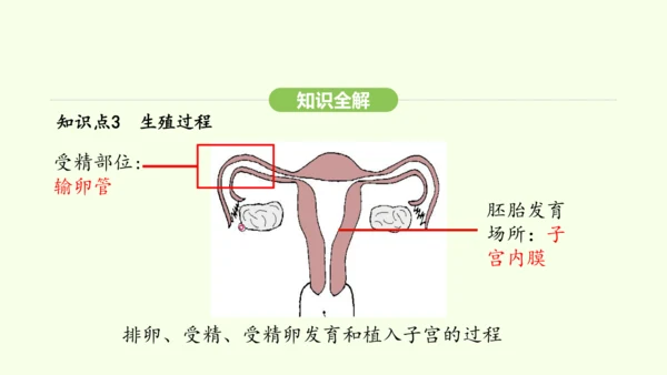 第四单元-第一章-第一节 人的生殖课件-2024-2025学年七年级生物下学期人教版(2024)(共