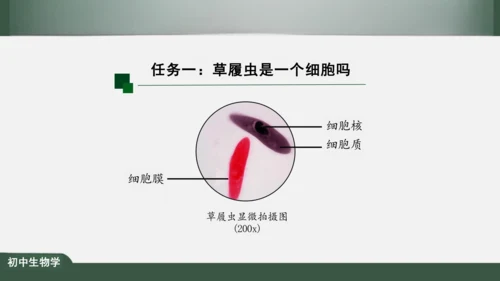 2.2.4 单细胞生物 课件（共24张PPT）