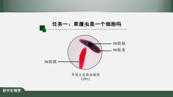 2.2.4 单细胞生物 课件（共24张PPT）