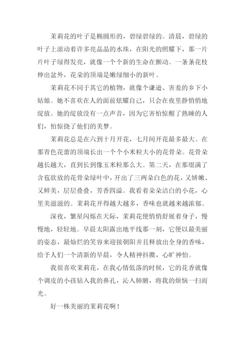 写茉莉花的作文.docx