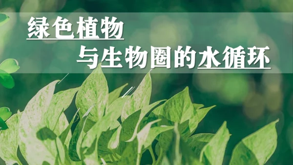 3.3  绿色植物与生物圈的水循环 课件-2023-2024学年人教版生物七年级上册(共23张PPT