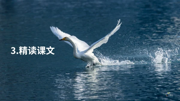 《天鹅》布丰天鹅湖通用PPT课件