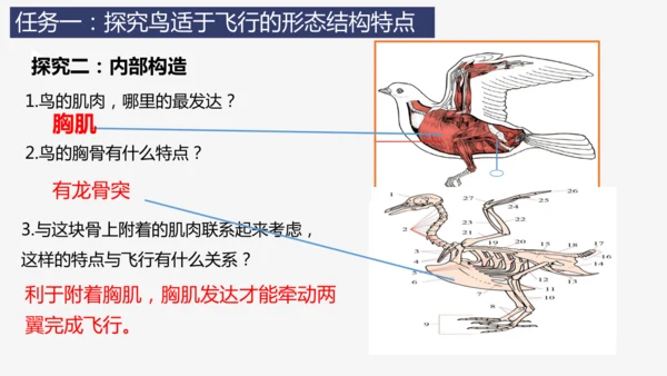 人教版生物七年级上册2.2.2《脊椎动物（三）鸟和哺乳动物》教学课件(共32张PPT)+视频素材