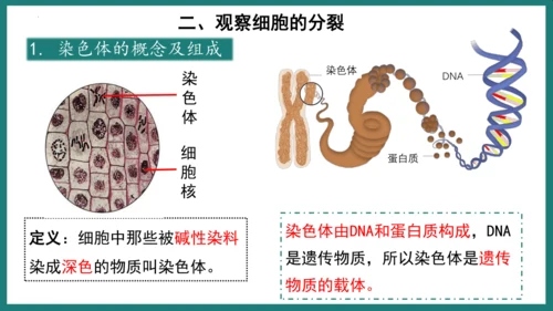 第一单元第三章从细胞到生物体（复习课件）-七年级生物上册同步教学精制课件（人教版2024）(共44张