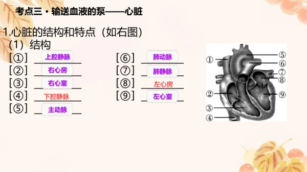 第四单元第四章人体内物质的运输 复习课件(共23张PPT)人教版七年级下册