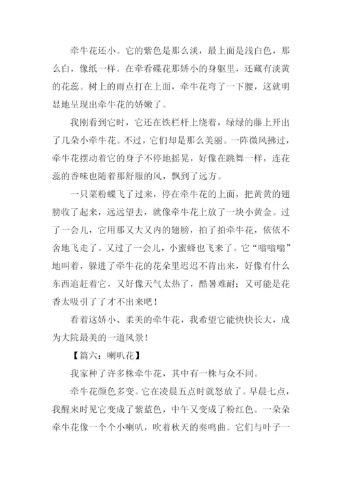 喇叭花的作文400字.docx
