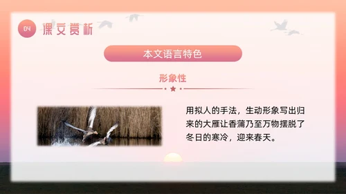 粉色简约八年级语文下册大雁归来PPT模板宣传PPT动态PP