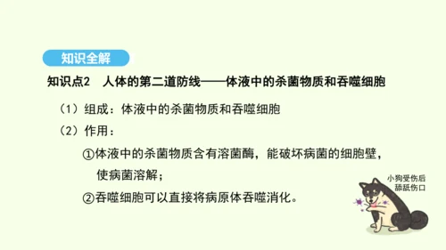 8.1.2.1免疫与计划免疫（第一课时）课件-人教版生物八年级下册(共28张PPT)