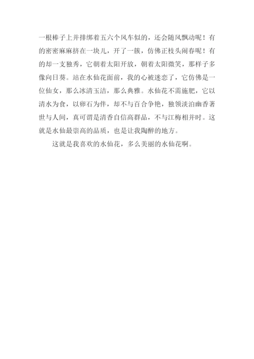 我爱你水仙花作文.docx