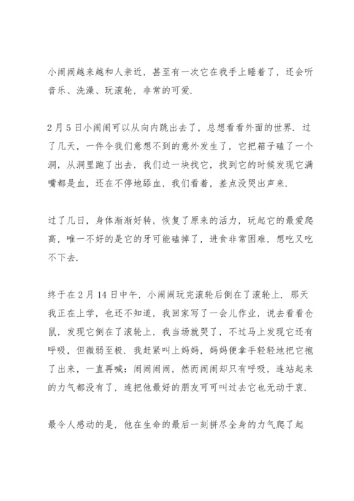 养仓鼠的经历与心得500字.docx