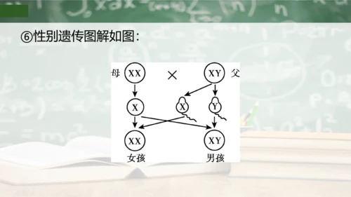 第2章 生物的遗传与变异（复习课件）-八年级生物下册章末知识总结 检测卷（人教版）(共19张PPT)
