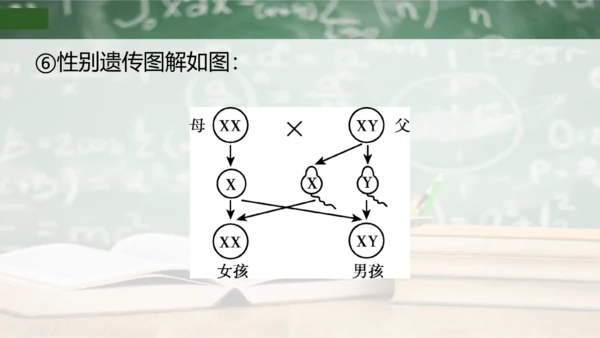 第2章 生物的遗传与变异（复习课件）-八年级生物下册章末知识总结 检测卷（人教版）(共19张PPT)