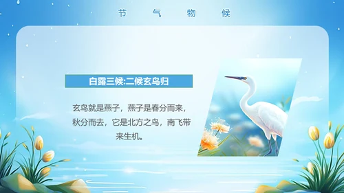 美丽的梦幻传统节气白露PPT模板
