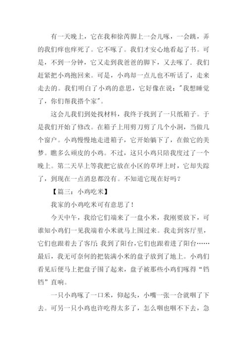 小鸡作文300字0.docx