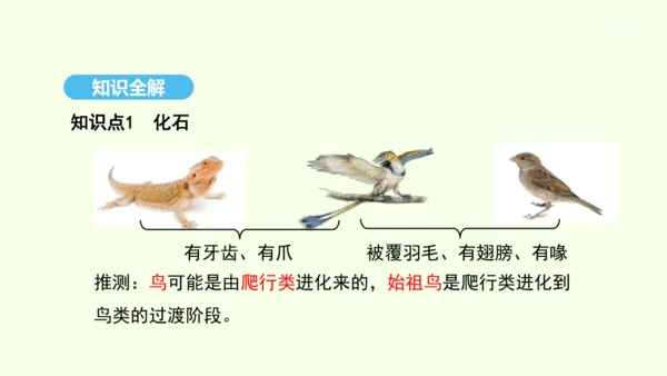 7.3.2生物进化的历程课件-人教版生物八年级下册(共23张PPT)
