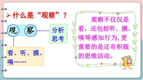 第15课《搭船的鸟》（第一课时）课件