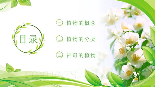 植物介绍简约绿色树叶花卉线条知识科普