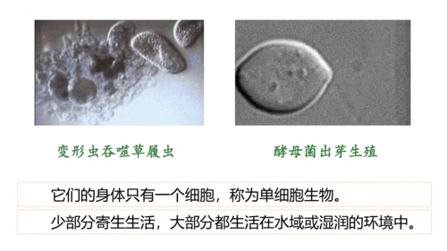 人教版七年级生物上册（2024）1.3.4 单细胞生物 课件(共22张PPT)+视频素材
