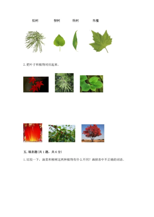 教科版科学一年级上册第一单元《植物》测试卷精品（能力提升）.docx