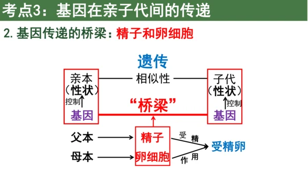 八下 第七单元复习课件(共58张PPT)