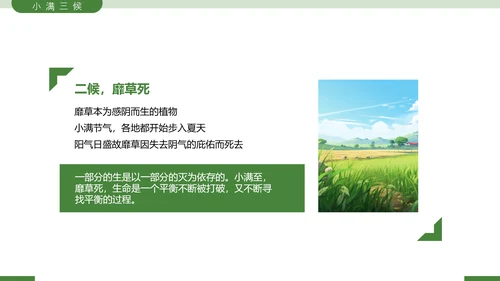 二十四节气之小满节气介绍