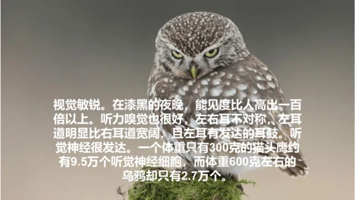 《黑夜狩猎者猫头鹰》