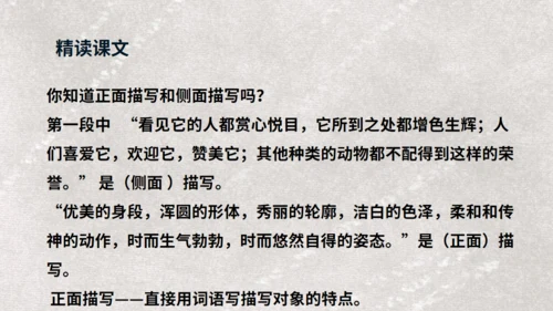《天鹅》布丰天鹅湖通用PPT课件