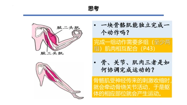 人教版生物八年级上册5.2.1 动物的运动 课件(共34张PPT)+视频素材