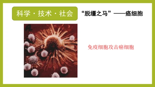 2.2.1细胞通过分裂产生新细胞课件2023--2024学年人教版生物七年级上册(共28张PPT)