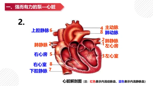 七年级下册4.4人体内物质的运输（复习课件）(共27张PPT)