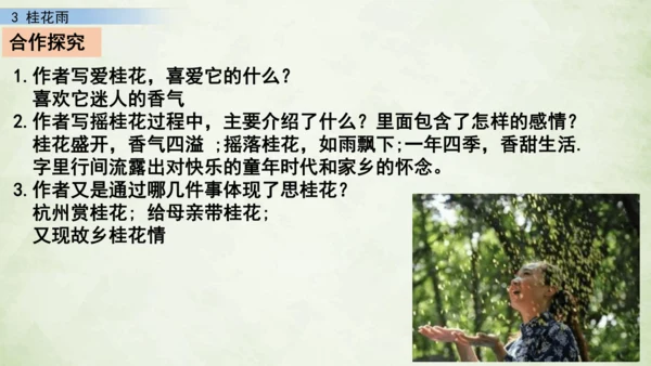 3 桂花雨     课件