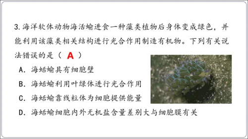 1.1&1.2 认识生物和细胞（复习课件）【2024人教新版七上生物高效完全备课】(共44张PPT)