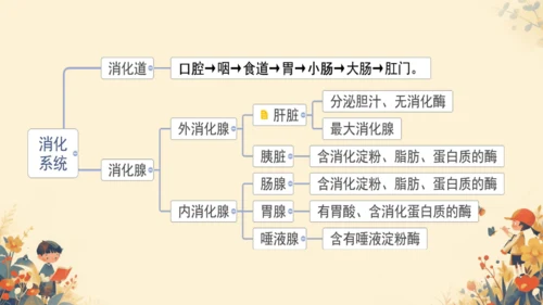 人教版（新课程标准）七年级下册4.2.2 消化和吸收课件(共22张PPT)