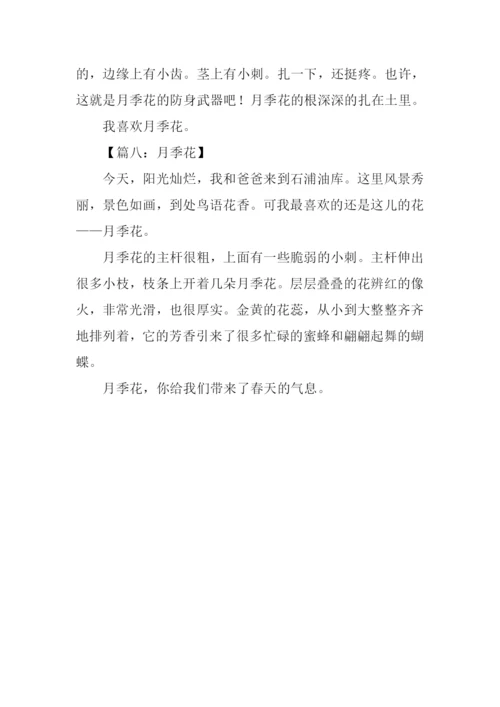 月季花作文200字-1.docx