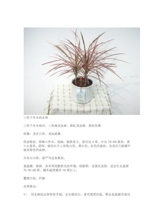 适合水培花卉的品种.docx