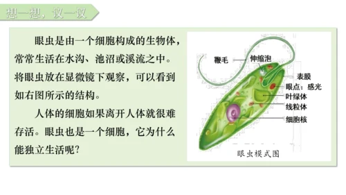 人教版七年级生物上册（2024）1.3.4 单细胞生物 课件(共22张PPT)+视频素材