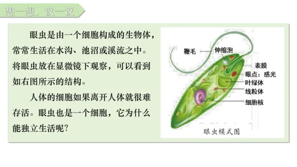 人教版七年级生物上册（2024）1.3.4 单细胞生物 课件(共22张PPT)+视频素材