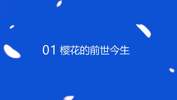 蓝色极简风赏樱攻略