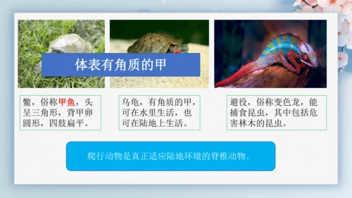 2.2.2脊椎动物（第2课时两栖动物和爬行动物）-七年级生物上册同步优质备课系列（人教版2024新教